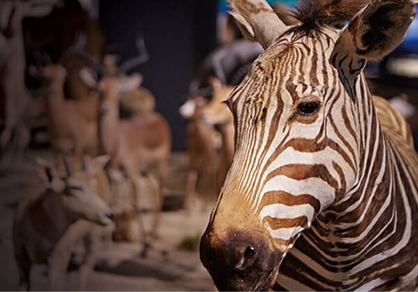 常設展｜動物廳 - 奇美博物館