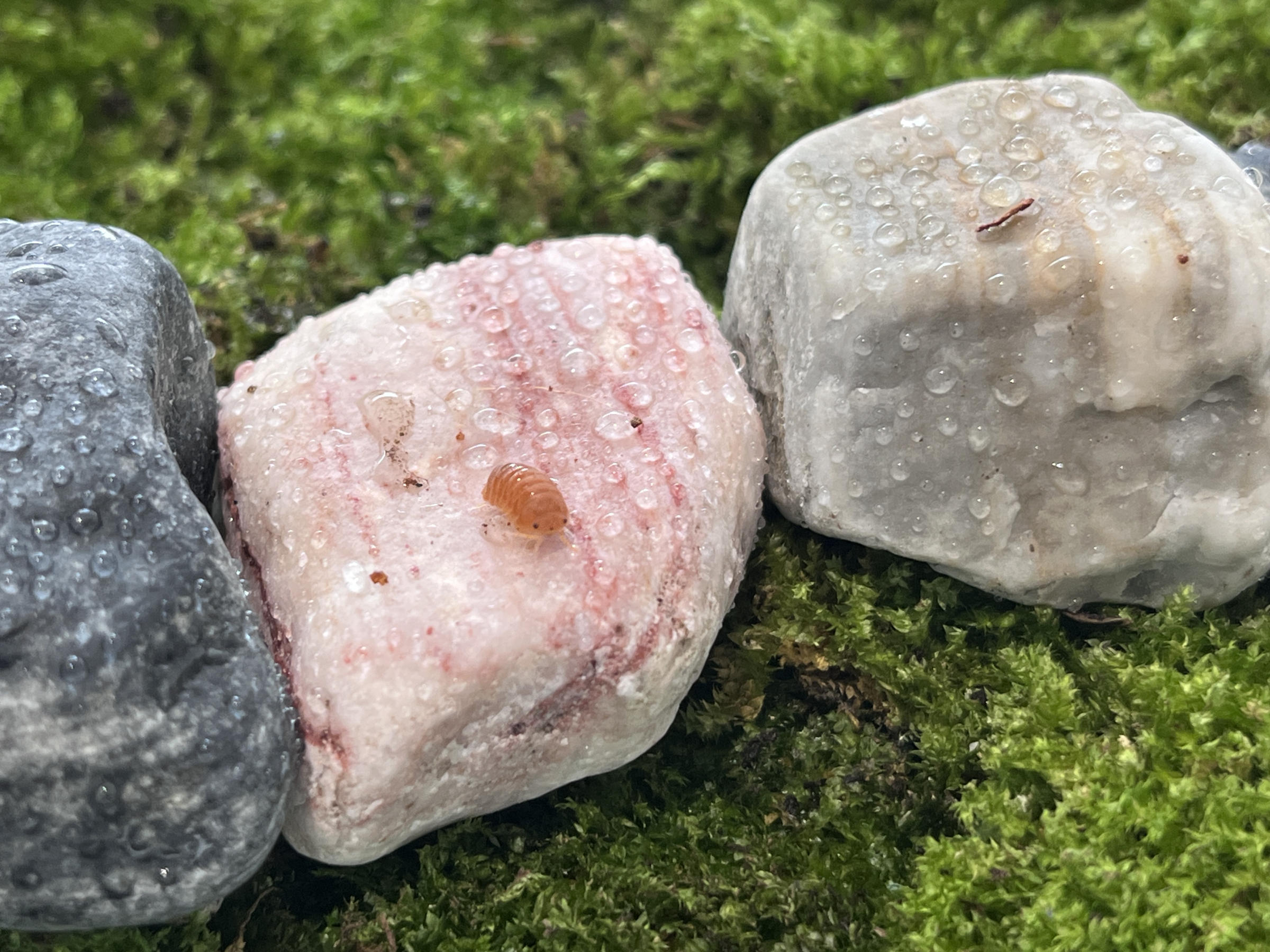 徐叡平 駐館創作展【潮濕的智慧】 - 金車文藝中心